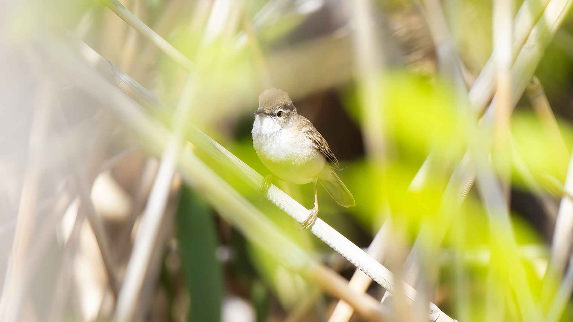 Paddyfield Warbler
